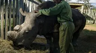 Nosorożec w czasie karmienia 