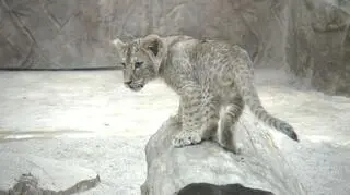 Nowe lwiątka to trzy samce i samica 