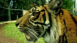 Nuri to nowa mieszkanka wrocławskiego zoo