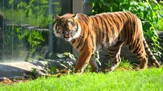 Nuri to nowa mieszkanka wrocławskiego zoo