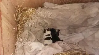 Ocalałe szczeniaki czekają na adopcję