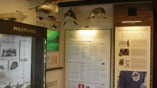 Od września na Półwyspie Helskim działa "Dom Morświna"