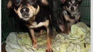 Odebrane psy miały być przerażone