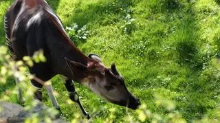 Okapi na trawie