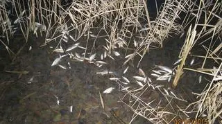 Około 300 kg śniętych ryb wyłowiono z Zatoki Radzyńskiej 
