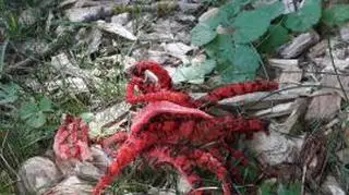 Okratek australijski