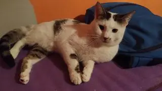 Okruszek zakończył już leczenie