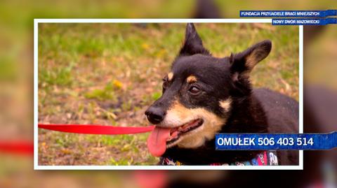 Omułek szuka człowieka