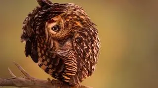 'One Eye On You' Mohammad Khorshed, Kuwejt