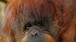 Orangutanica Raja