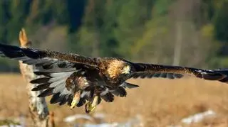 Orzeł przedni w locie