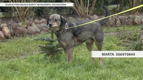 Oskar czeka na adopcję