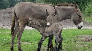 Ośla rodzinka z Jantaru