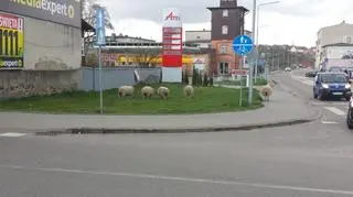 Owce pasły się na trawniku w centrum Bytowa