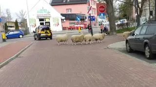 Owce spacerowały w centrum miasta