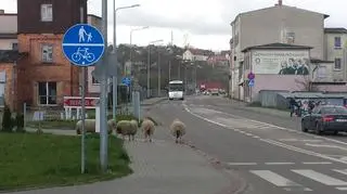 Owce spacerowały w centrum miasta