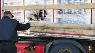 Owczarek Andi w akcji