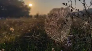 Pajęczyna, a na niej rosa