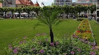Palmy będą nową atrakcją Sopotu 