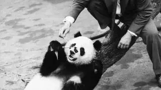 Panda z londyńskiego zoo