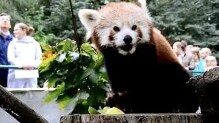 Pandki zajadały się owocami