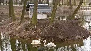 Para pojawiła się w parku sama