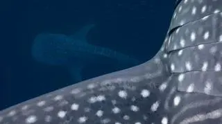 "Passing giants" Indra Swari Wonowidjojo, Indonezja - zwycięzca kategorii "gatunki żyjące w wodzie"