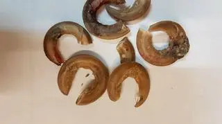 Pazury labradorki z Nędzy