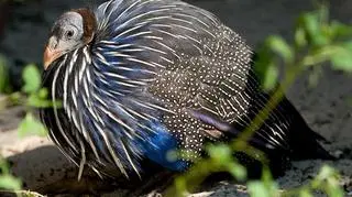 Perlica sępia ma łysą głowę i szyję