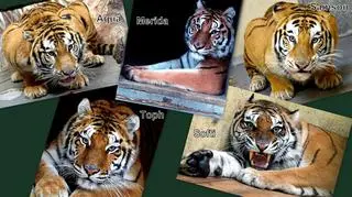 Pięć tygrysów opuściło poznańskie zoo 