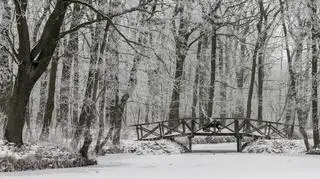 Piękno zimy uchwycone w parku Dębina