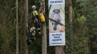 Pierwsza blokada wycinki Puszczy Białowieskiej