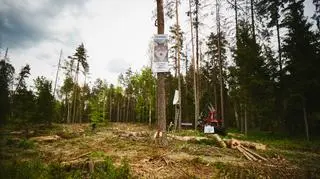 Pierwsza blokada wycinki Puszczy Białowieskiej