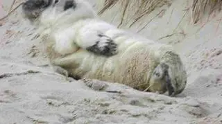 Pierwsza w tym roku młoda foka pojawiła się na polskim brzegu