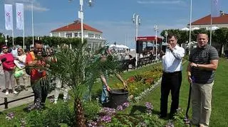Pierwsze palmy trafiły do Sopotu na początku XX wieku 