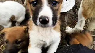 Pierwsze psy zostaną wystawione do adopcji w czerwcu 