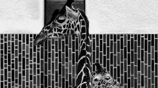 Pierwsze zdjęcie, które zdobyło uznanie internautów