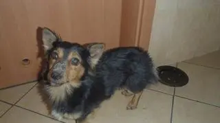 Pies jest cały i zdrowy