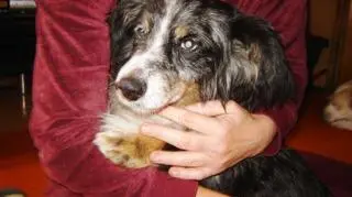 Pies jest na razie w domu pani Aleksandry 