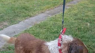 Pies jest w świetnej formie