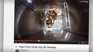 Pies mutant Sylwestra Wardęgi