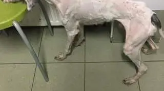 Pies okazał się skrajnie wychodzony