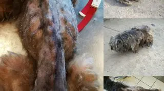 Pies przed wizytą u weterynarza i po obcięciu czterech kilogramów sierści