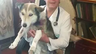 Pies trafił do kliniki weterynaryjnej z silnie poranionymi łapami 