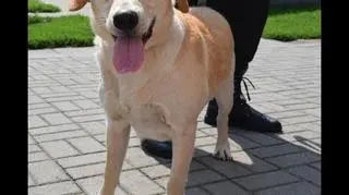 Pies typu labrador ma biszkoptowe umaszczenie