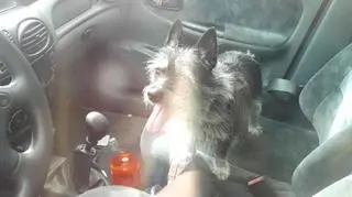 Pies wyglądał na wycieńczonego