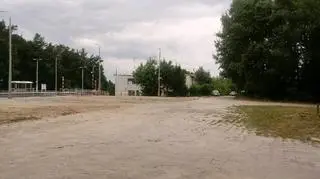 Pies zakopany żywcem w lesie
