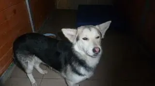 Piesek, którego przerzucono przez płot schroniska czuje się już dobrze