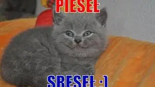 Pieseł sreseł :)