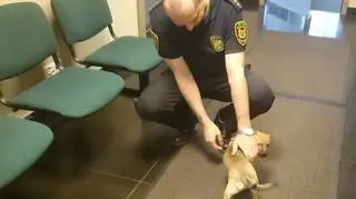 Pieska zaadoptował strażnik miejski